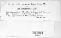 Lophodermium lauri image